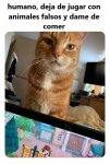 humano para de jugar con animales falsos y alimentame.jpg