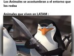 animales que viven en LATAM.jpg