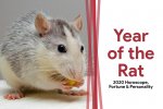 Year-of-the-Rat-1 (1).jpg