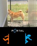 perro portal completo .jpg