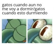 meme gatos.jpeg