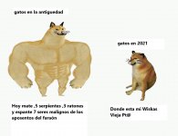 meme gatos.jpeg