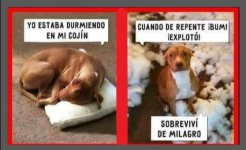 sobrevivi de milagro.jpeg