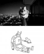 el gato.jpeg