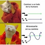 caminar al lado de tu humano o atravesarse en su camino.jpeg