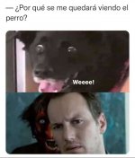 se me queda viendo el perro ,prros.jpeg