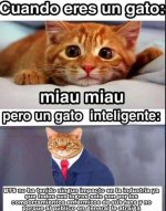 gato inteligente v2.jpg