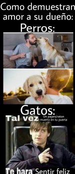 Como demuestran amor perros y gatos.jpeg