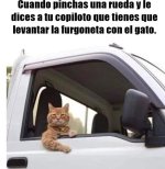 Furgoneta con el gato.jpg