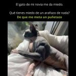 gato mazado.jpg