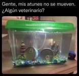 gente mis atunes no se mueven.jpg