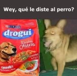 que le diste al prro.jpeg