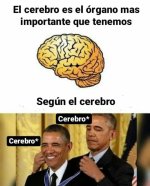 Cerebro meme.jpg