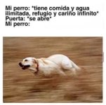 mi perro v2.jpg