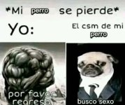 mi perro se pierde.jpg