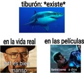 Tiburon existe.jpg