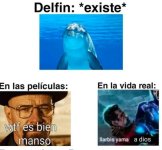 Delfin existe.jpg