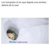 los mosquitos cuando ven que he dejado la ventana abierta.jpg