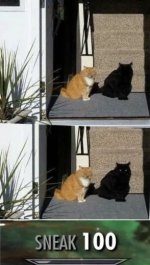 meme de gatos v2.jpg
