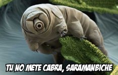 tuno metecabra.jpg