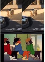 gatos meme v3.jpg