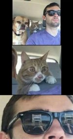 gatomeme v5.jpg