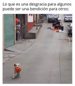 perro be like.jpg