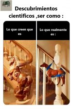descubrimiento cientifico ser como ,prros.jpg