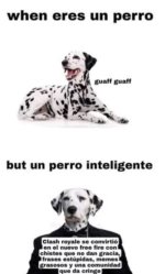 perro inteligente v5.jpg