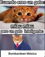 Gato inteligente v7.jpg