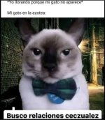 gatomeme v15.jpg