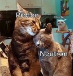 gatomeme v15.jpg