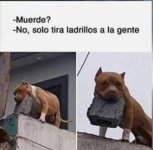 No ,solo tira ladrillos a la gente v4.jpg