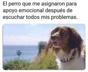 Perro acompañante terapeutico ,prros.jpg