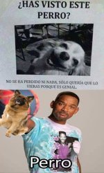 perro meme v123 .2.jpg