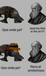 australiano mamifero semi acuatico agente.jpg