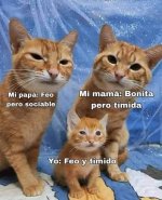 meme d gatos v123 ,prros.jpg