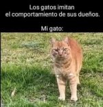 Mi gato ,ser como prros.jpg