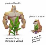 Plantas meme v6.jpg