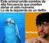Meme d Bad Bunny igual ,jajas prros.jpg