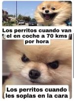 Perritos ,ser como prros v2.jpg