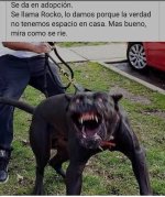 Que bonito v2,prros.jpg