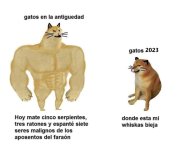 gatos meme v3.jpg