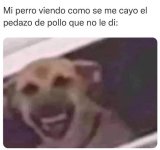 perro ser como v5.jpg