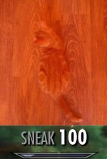 Gatito camuflado v2.jpg
