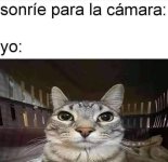 Soyese ,prros.jpg