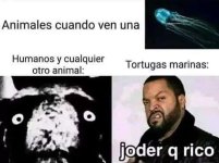 Las tortugas marinas se comerían a los humanos si pudieran ,prros.jpg