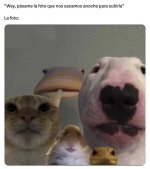 Fotos de fiesta be like ,prros.jpg