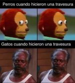 perro v gato y travesura 4.1.1 ,prros.jpg