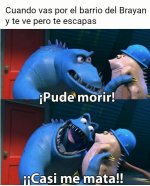 casi ,prros.jpeg